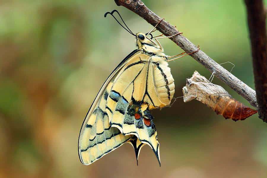 A newly emerged butterfly rests beside its chrysalis on a tree branch. — Emerging Butterfly Wallpaper
