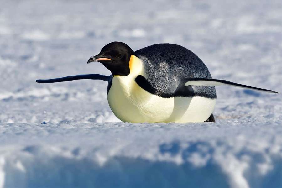Emperor penguin on snowy ice in Antarctica — Emperor Penguin Wallpaper