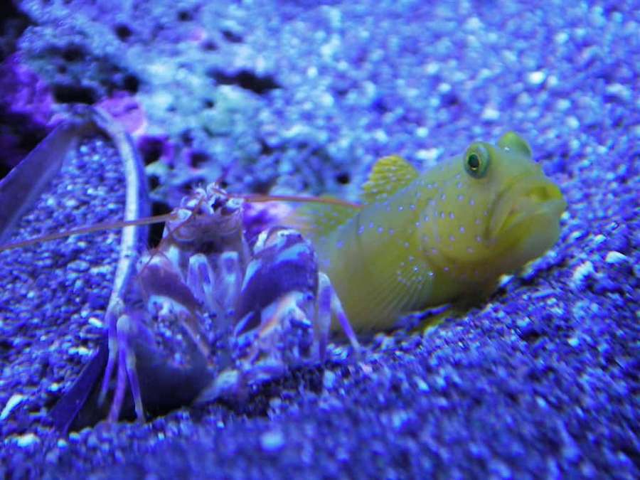 Yellow spotted fish and purple mantis shrimp on blue sand in aquarium — Emperor Shrimp Picture