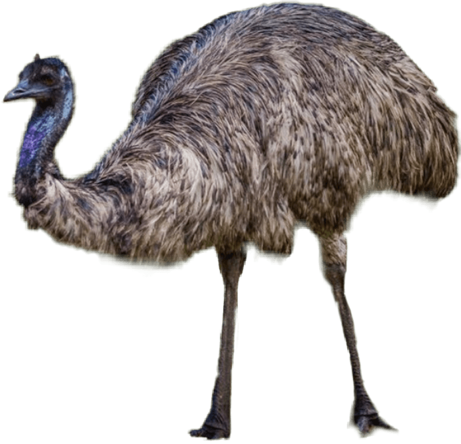 Emu Png