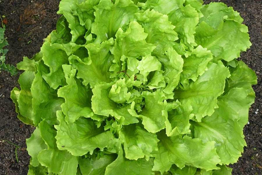 Alface verde fresca crescendo em solo escuro. — Endive Papéis de Parede
