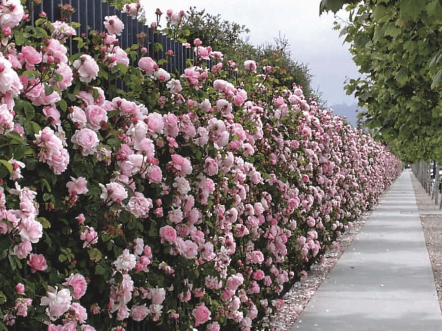 English Rose Garden Wallpaper