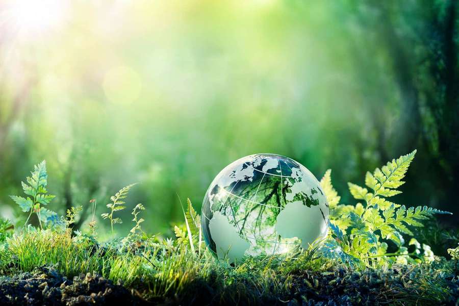 Glass globe on grass with ferns and sunlit forest background — Environment Picture