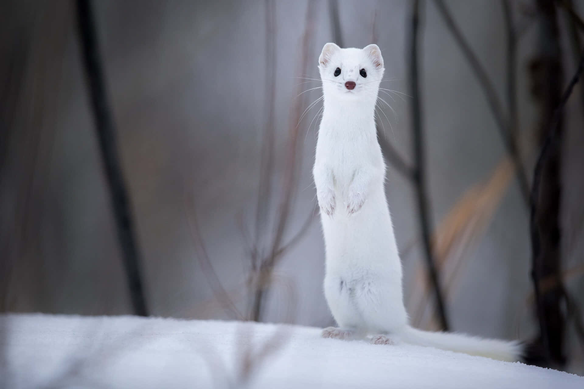 Ermine Wallpaper