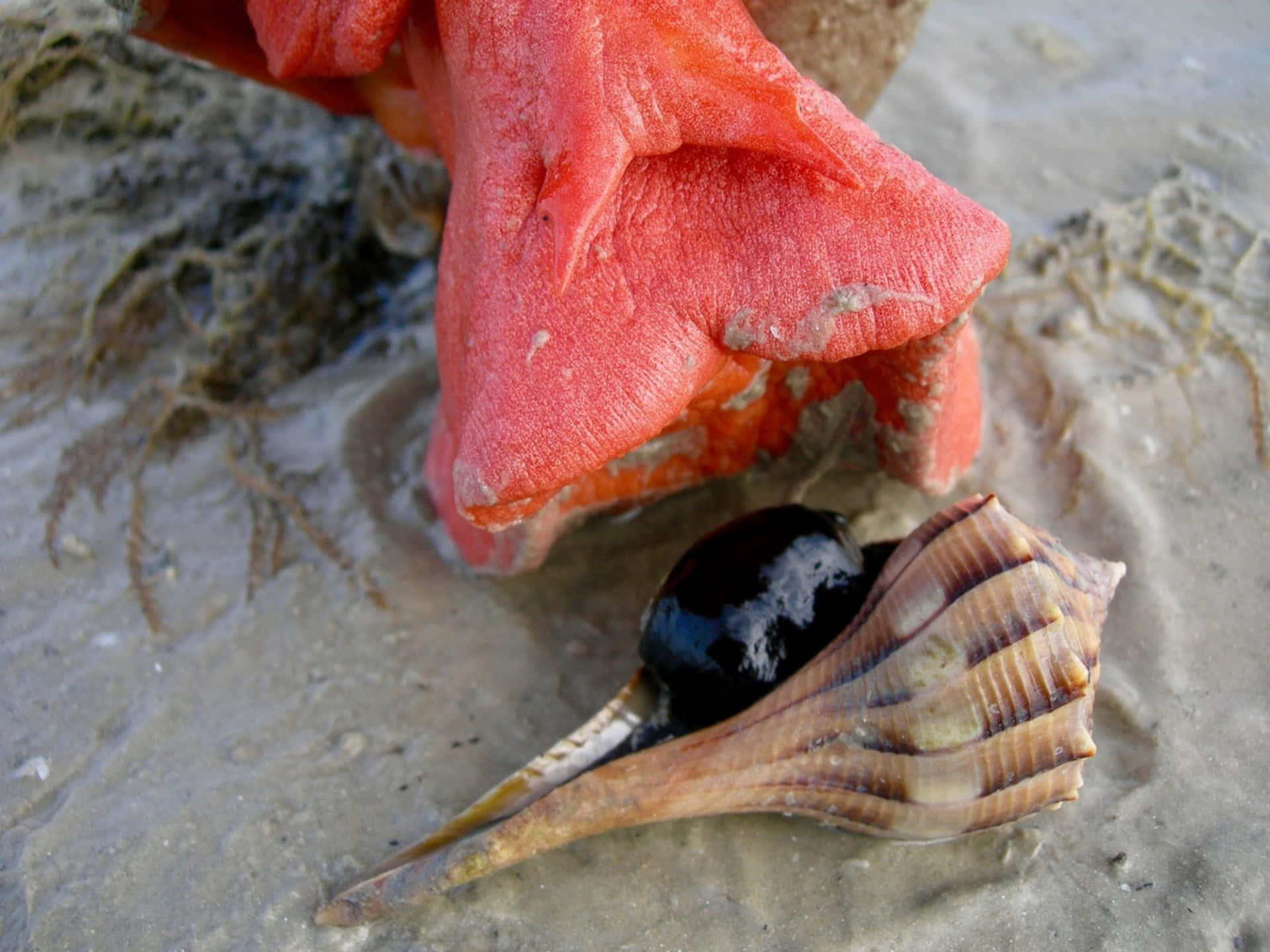 Escargot De Mer Fond d'écran