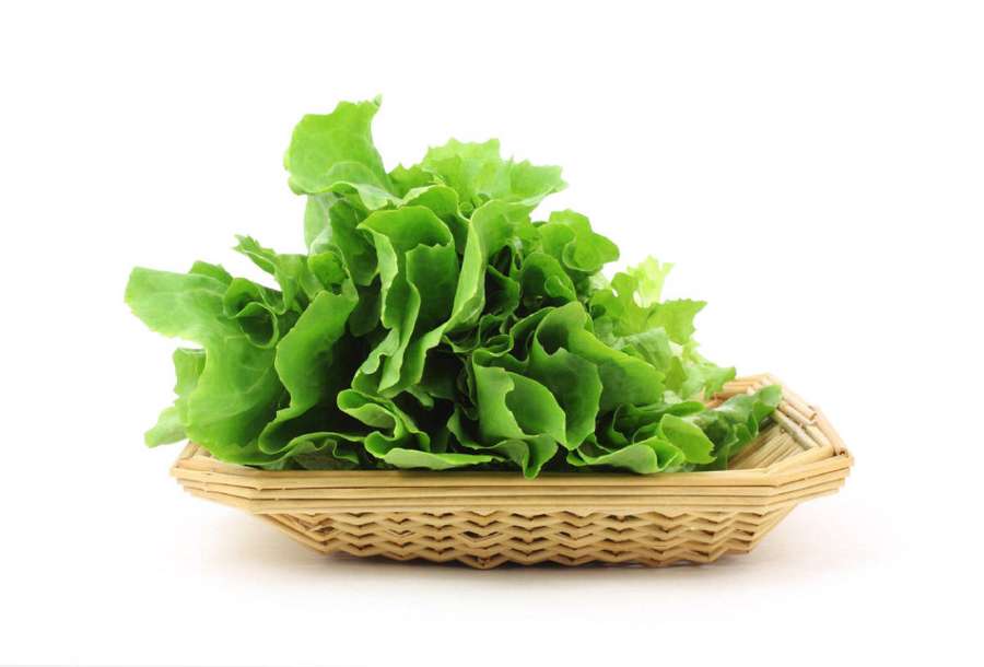 A basket of fresh green lettuce leaves on a white background. — Escarole Wallpaper