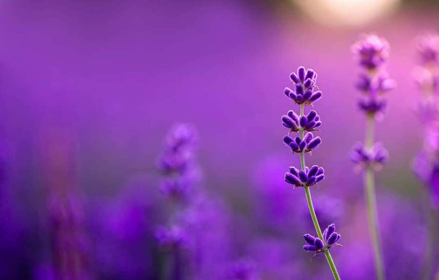 Flores de lavanda en un campo al atardecer con suaves tonos púrpura y fondo borroso. — Escritorio de Lavanda Fondos de pantalla