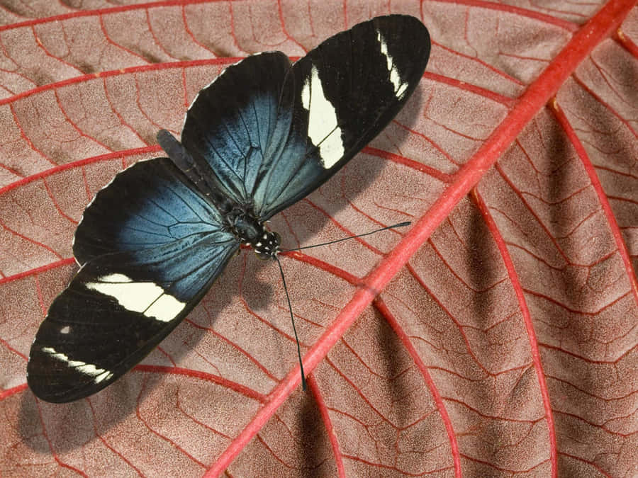 Espèces De Papillons Fond d'écran