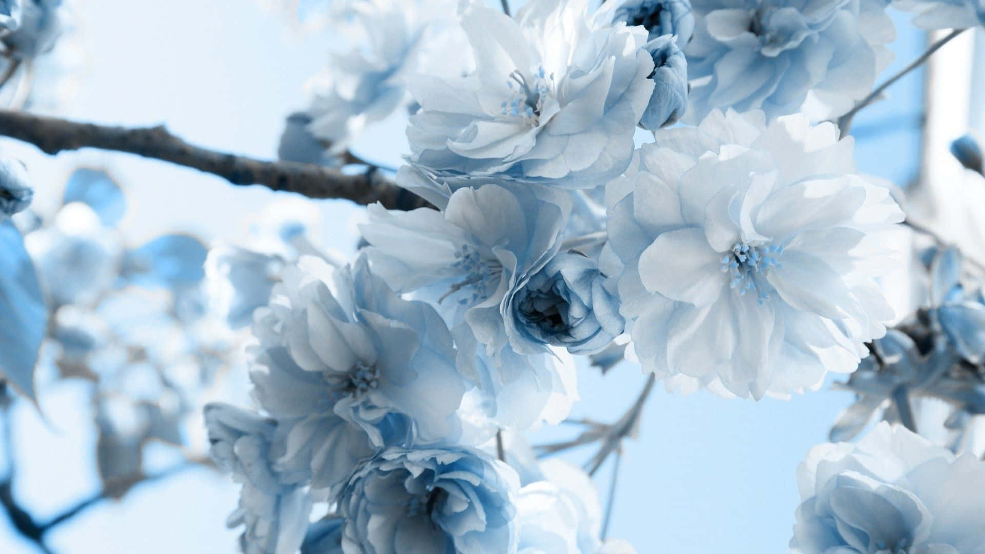 Estética De Flores Azuis Papel de Parede