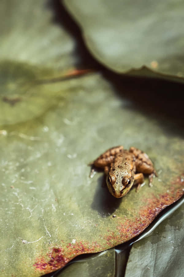 Estética Goblincore Fondo de pantalla