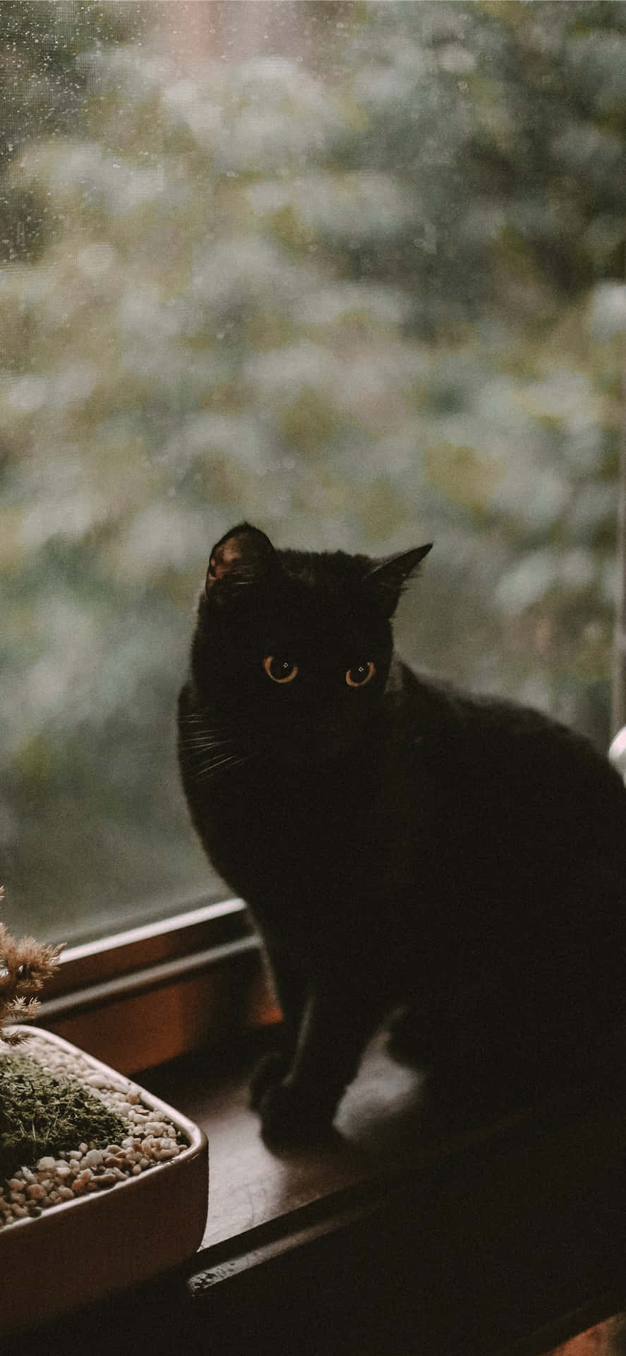 Estetika Kucing Hitam Wallpaper