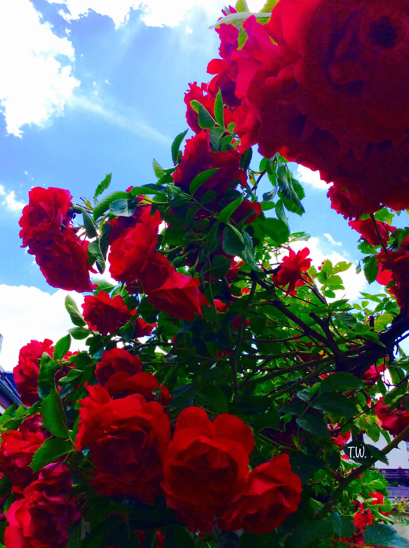 Esthétique Fleur Rouge Fond d'écran