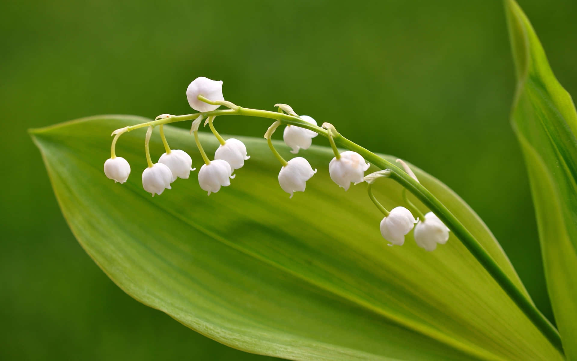 Esthétique Muguet Fond d'écran