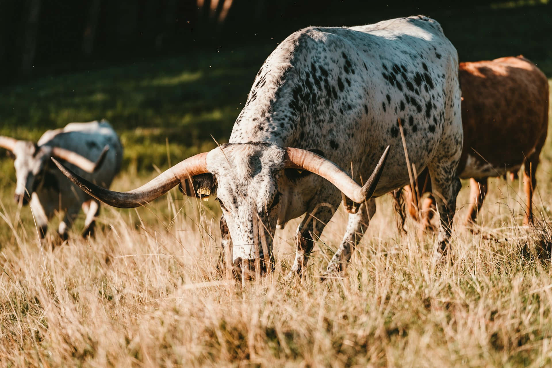 Esthétique Western Longhorn Fond d'écran