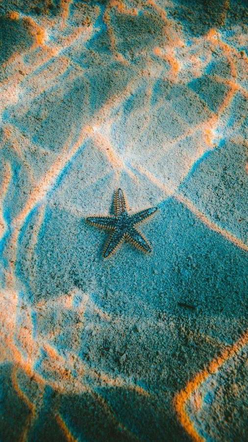 Estrela-do-mar no fundo do mar arenoso com padrões de luz solar — Estrela do mar Papéis de Parede