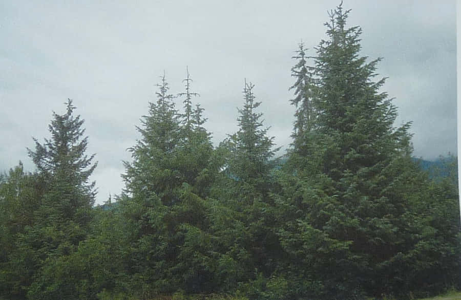Evergreen Trees Pictures Wallpaper