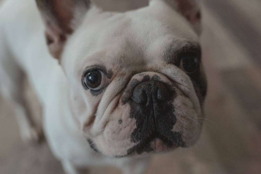 A white French bulldog with dark eyes and nose looking up curiously. — Extremely Cute Picture