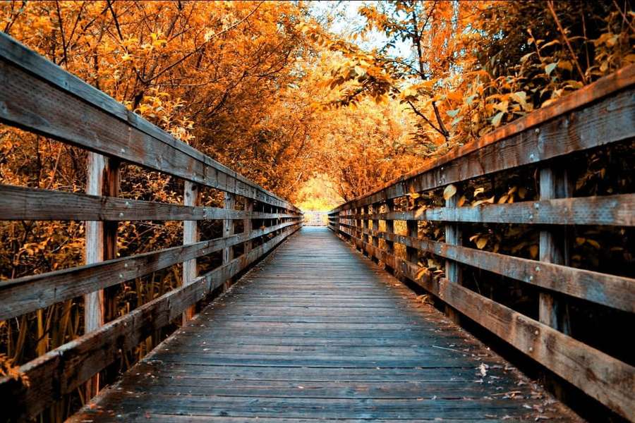 A wooden walkway through a tunnel of orange autumn trees. — Fall Bridge Wallpaper