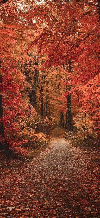Ein schmaler Pfad durch einen Wald mit roten Blättern, die den Boden und die Bäume darüber bedecken. — Fall Colors Bilder