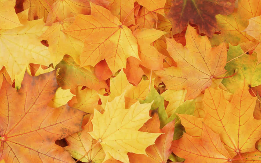 Fall Leaf Background Wallpaper