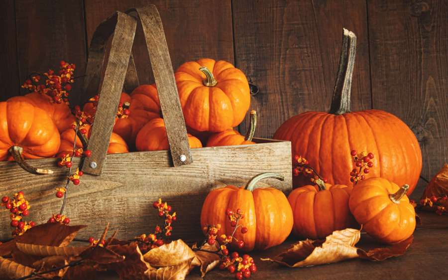 Fall harvest scene with pumpkins berries and leaves on wooden surface — Fall Pumpkin Background