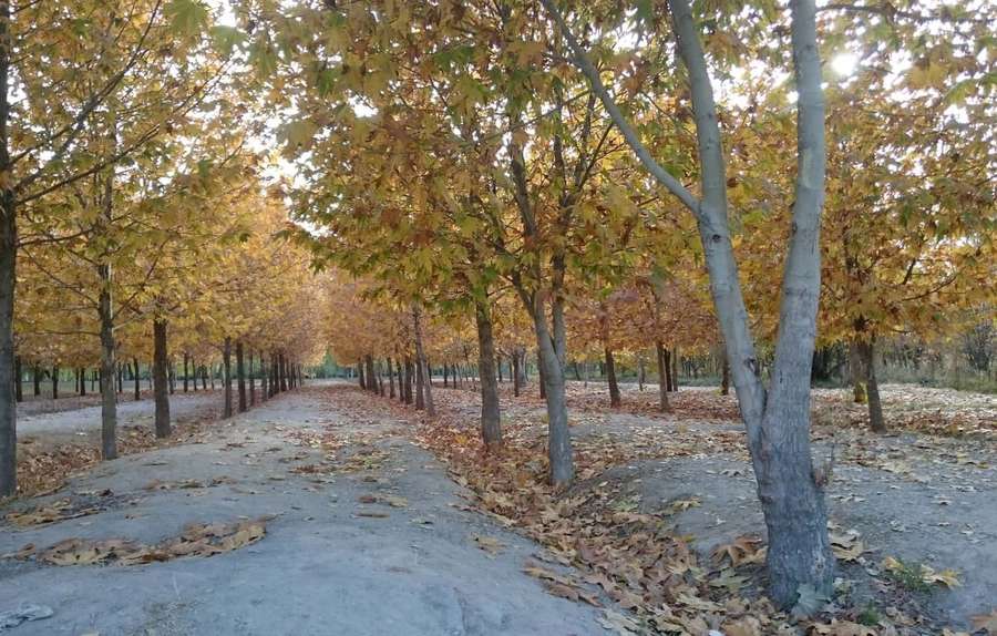 A quiet autumn path flanked by trees with golden leaves. — Fall Scenes Picture