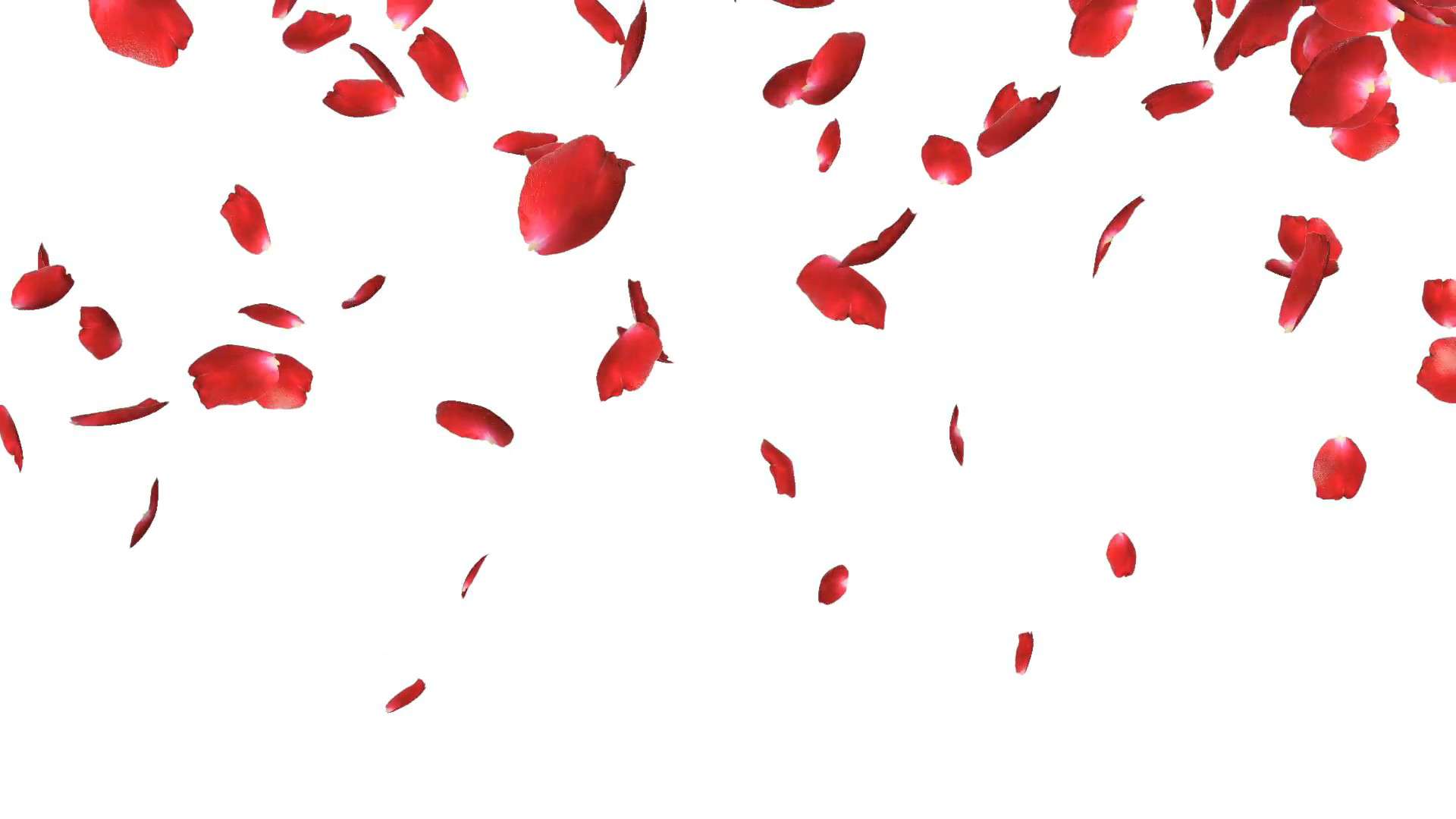 Red rose petals falling gently on a white surface. — Falling PNG