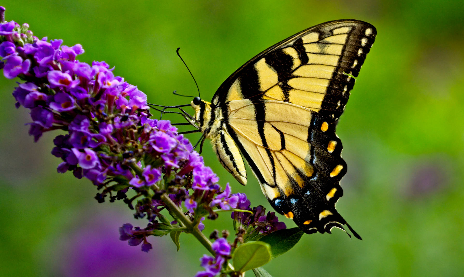 Farfalla Viola Sfondo