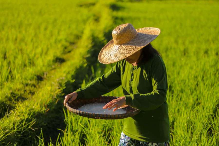 Farmer sifting rice in a lush green paddy field at sunset. — Farmer Background