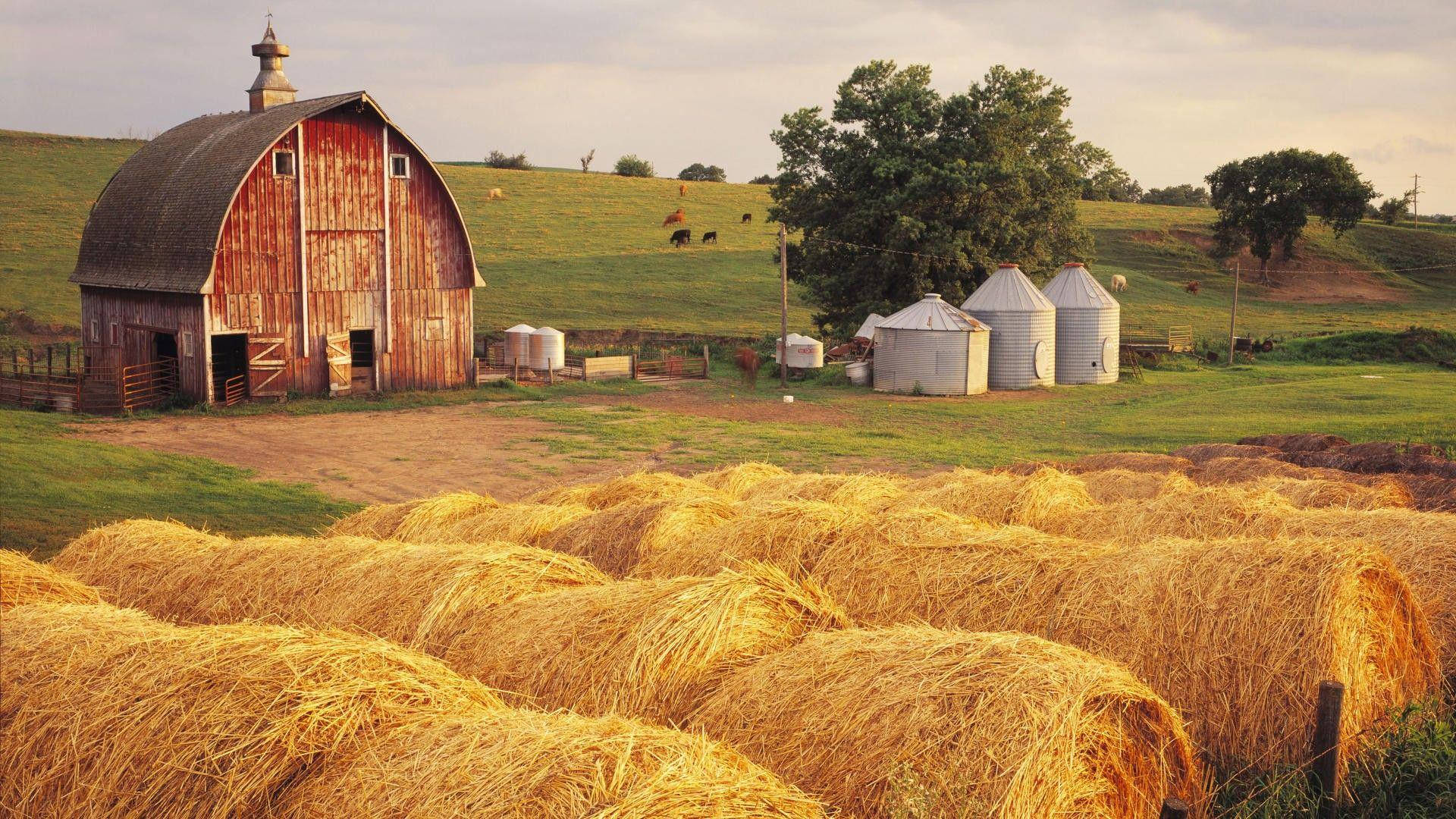 Hay Photos, Download The BEST Free Hay Stock Photos & HD Images