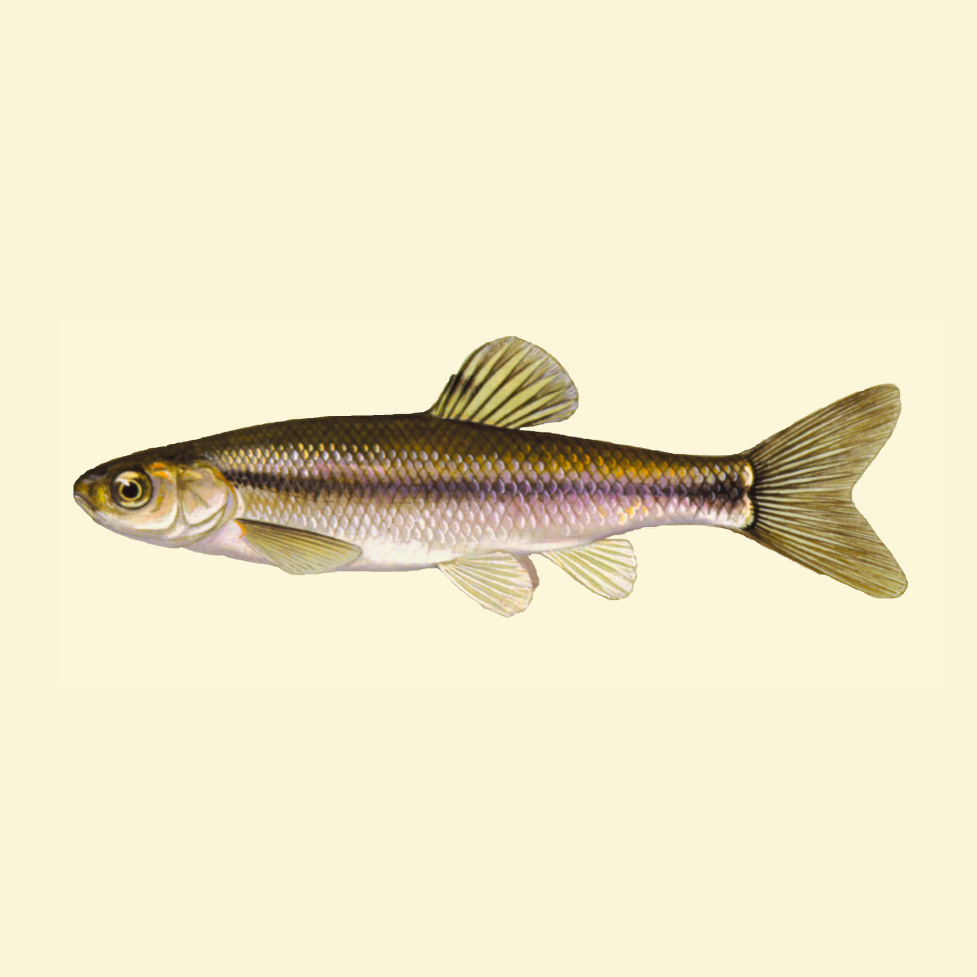 Fathead Minnow Wallpaper