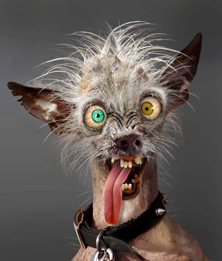Um cão bizarro sem pelos com olhos desiguais e língua para fora usando uma coleira com pontas. — Feia Papéis de Parede
