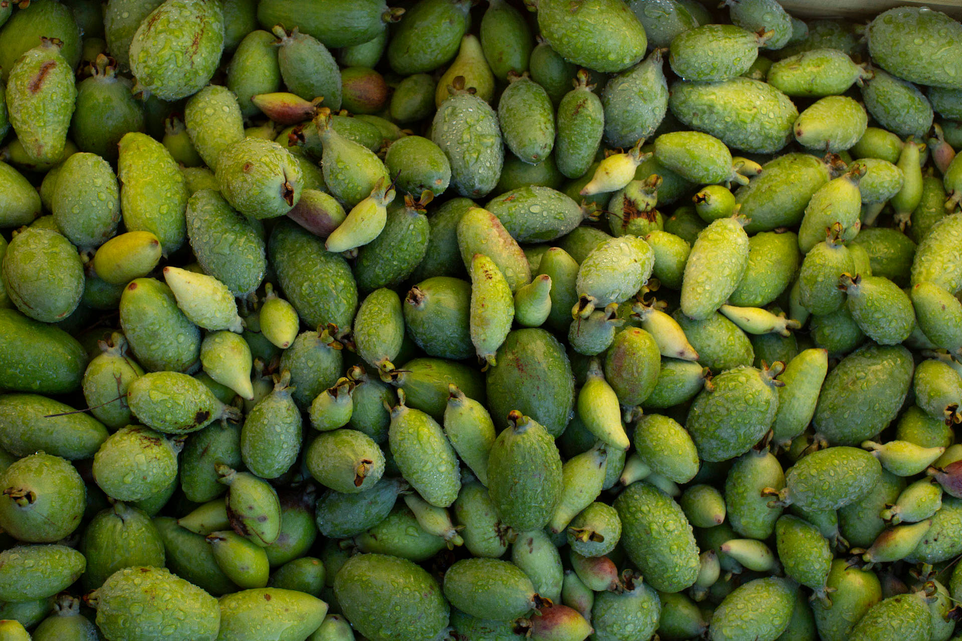 Feijoa Wallpaper