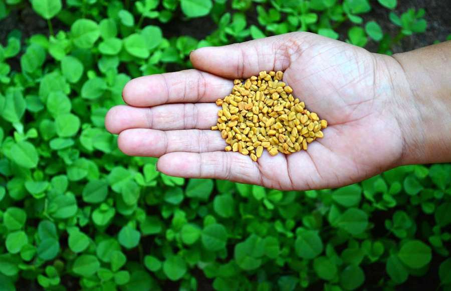 Hand holding yellow fenugreek seeds over green foliage. — Fenugreek Background