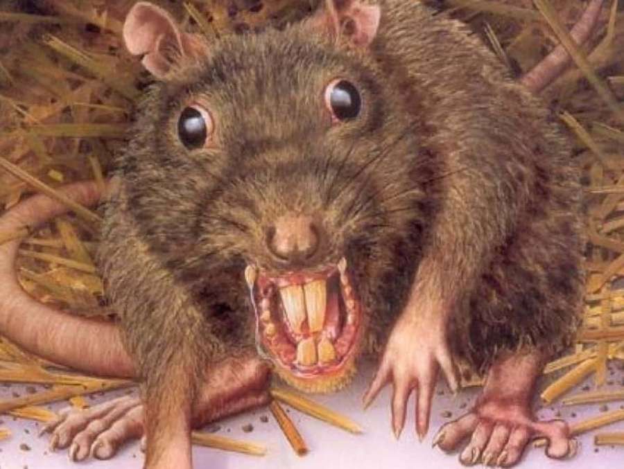 Una ilustración detallada de una rata marrón con dientes descubiertos en el heno. — Feo Fondos de pantalla