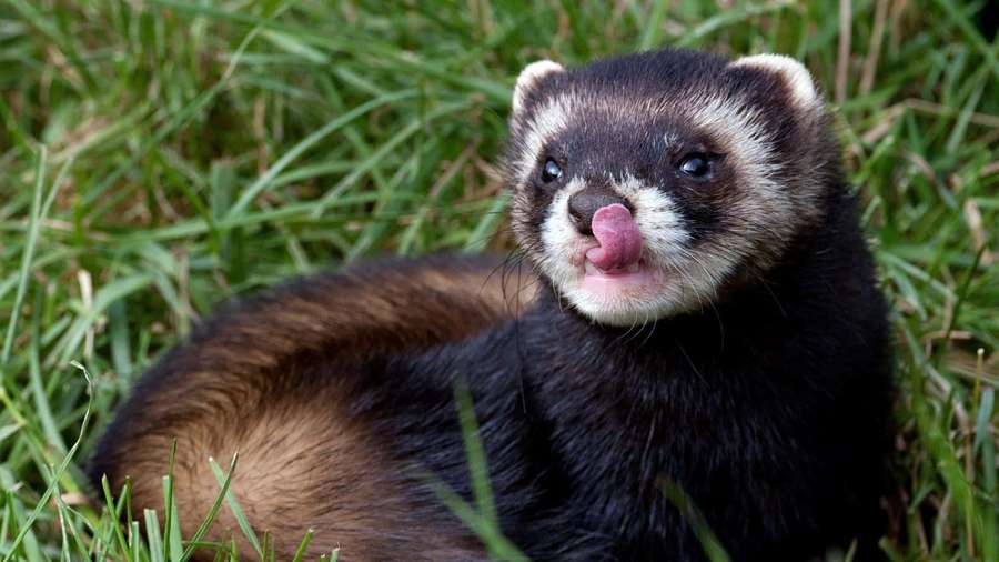 A ferret with black and white fur sticks its tongue out while lying in grass. — Ferret Background