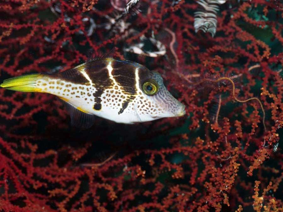 Plettet kuffertfisk svømmer nær rød koral under vandet — Filefish Wallpapers