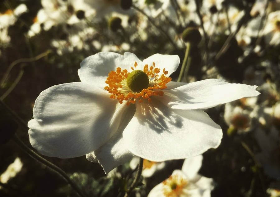 Fiore Di Anemone Sfondo