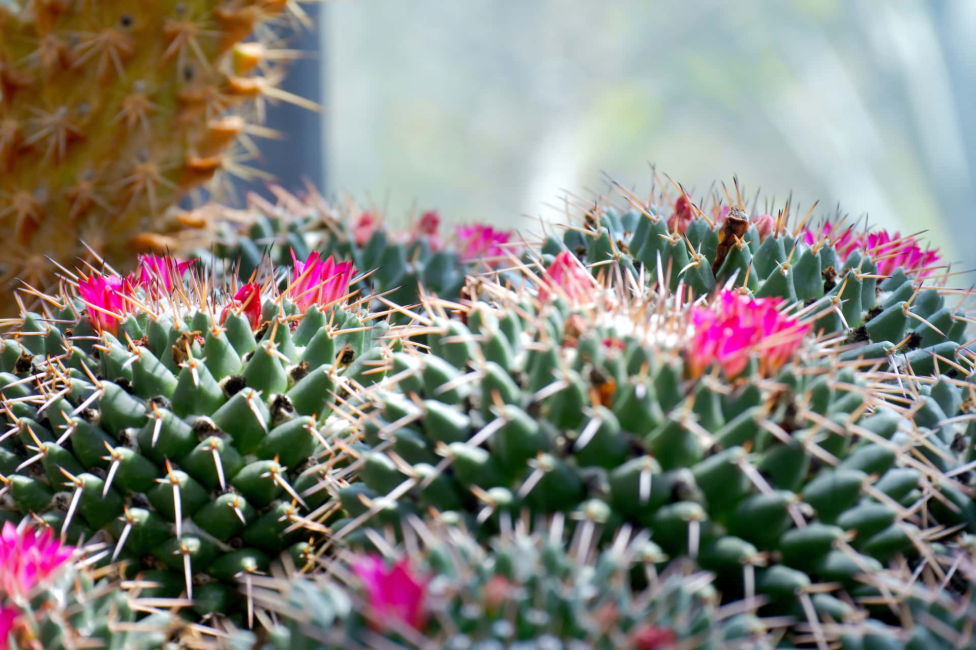 Fiore Di Cactus Sfondo