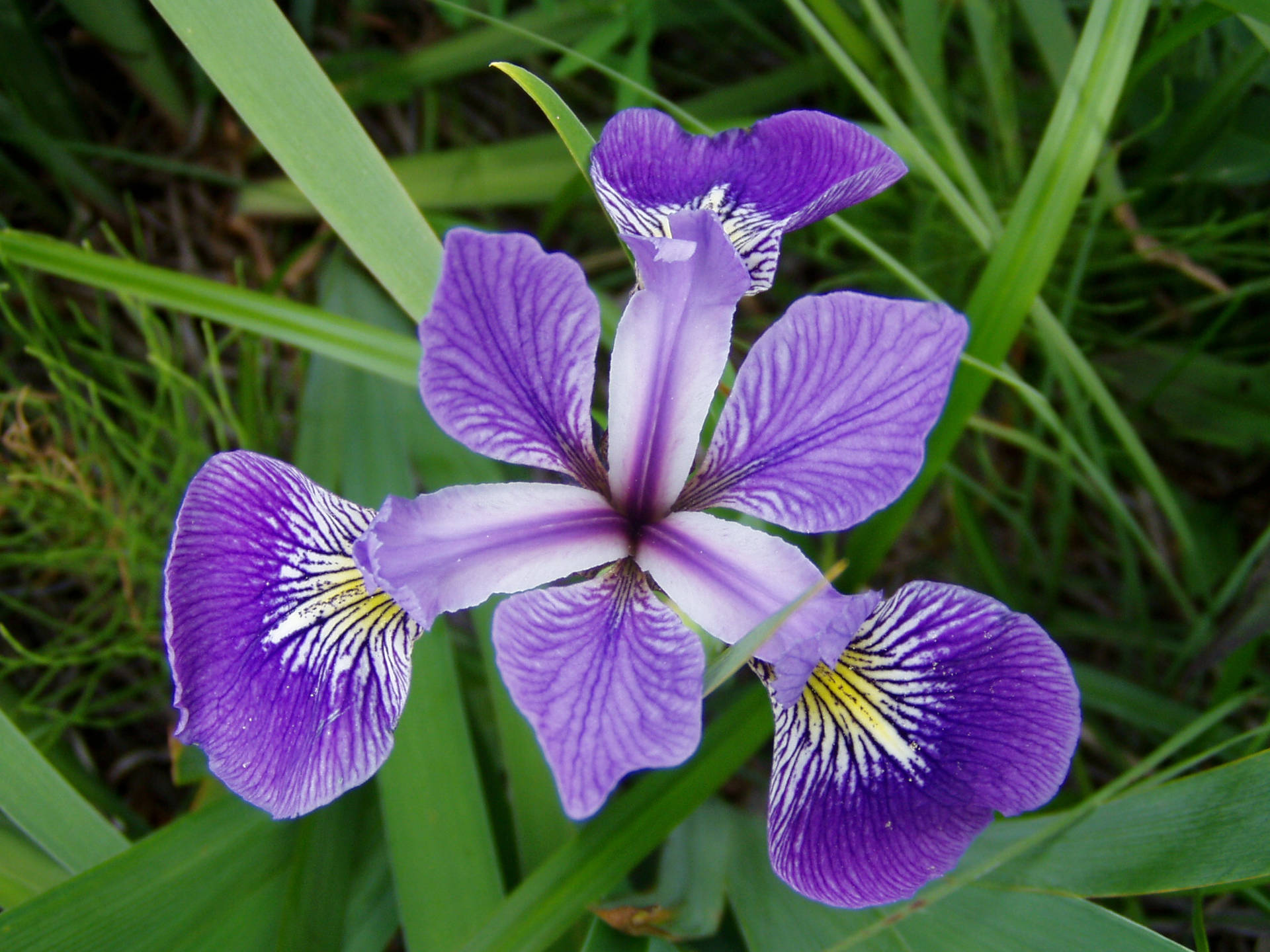 Fiore Di Iris Sfondo