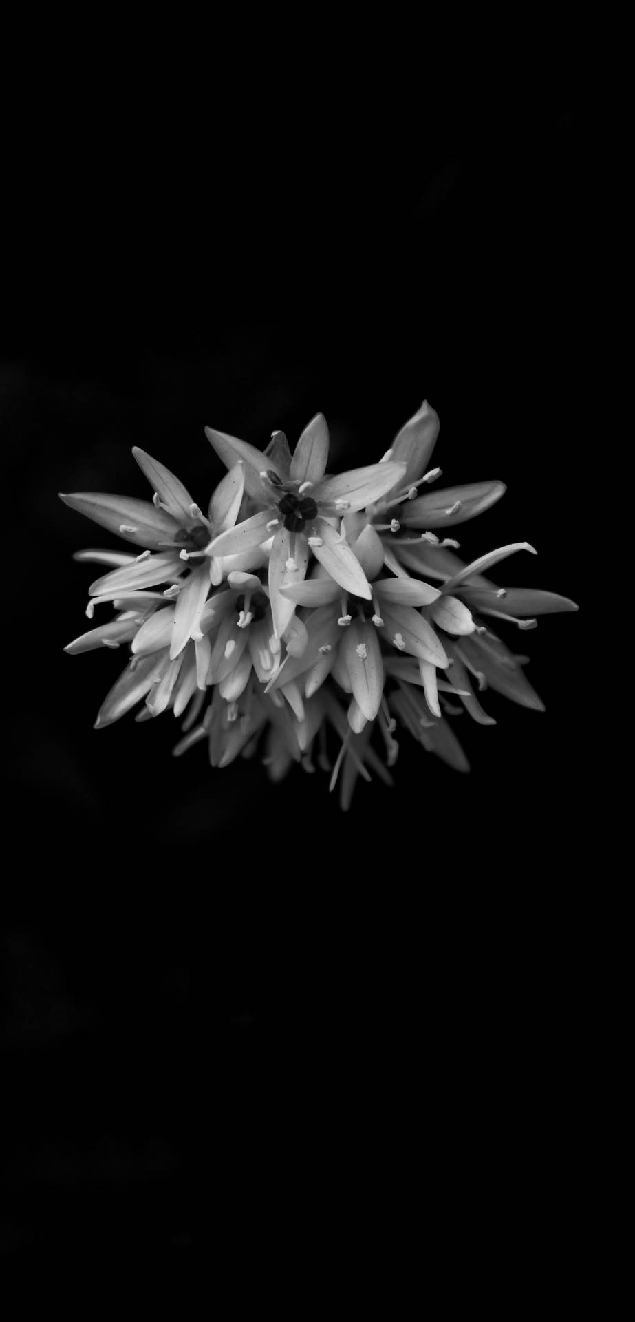 Fiore In Bianco E Nero Sfondo