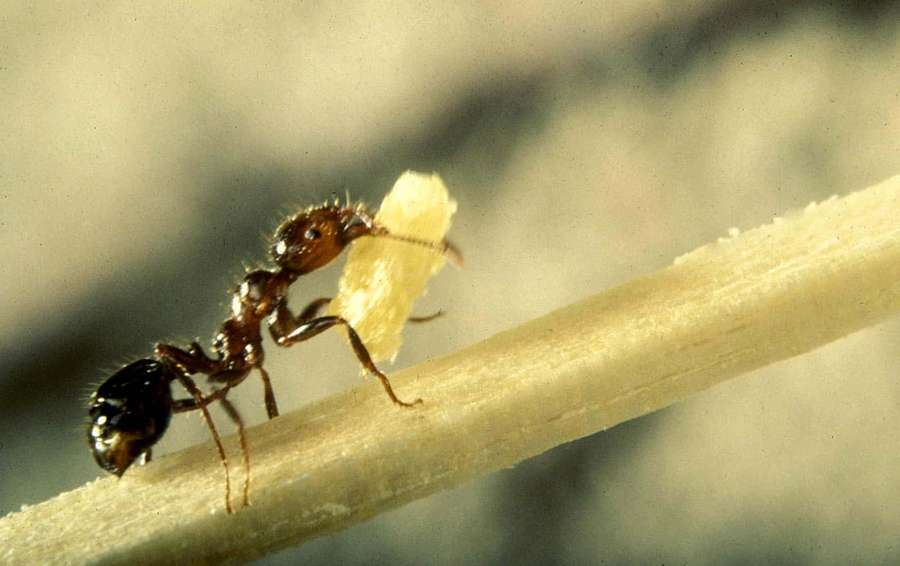 Eine Ameise, die auf einem Strohhalm in einer natürlichen Umgebung Futter trägt. — Fire Ant Wallpaper