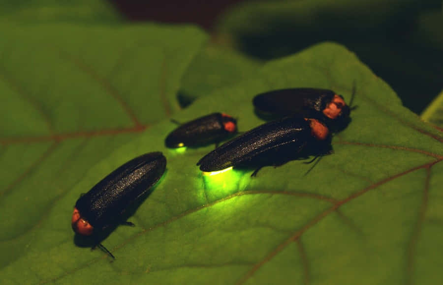 Firefly Bilder