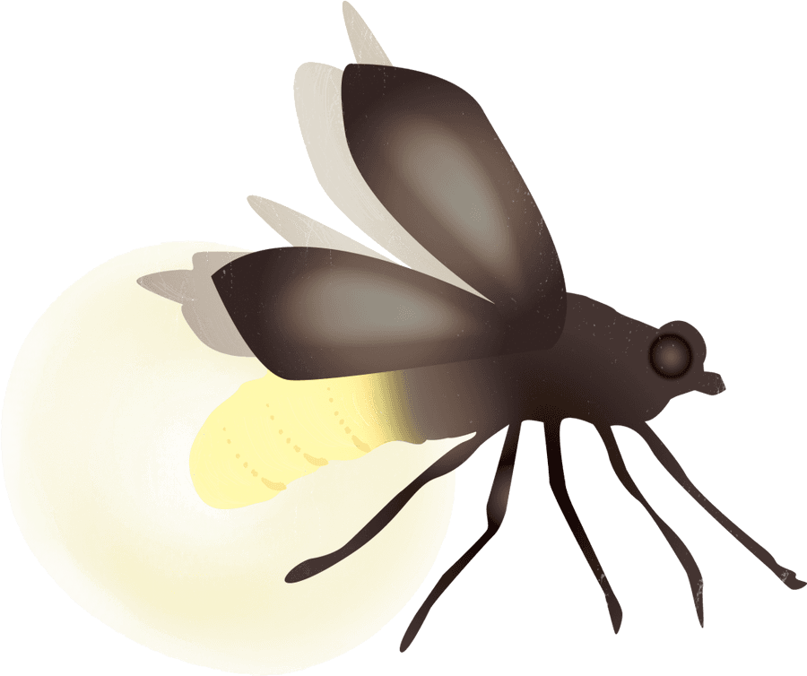 Firefly Png