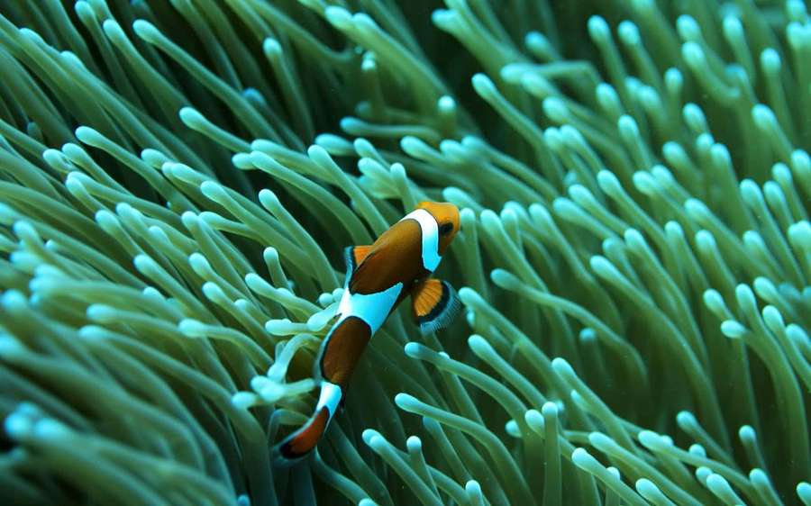 Clownfish nestled in a sea anemone underwater — Fish Desktop Background