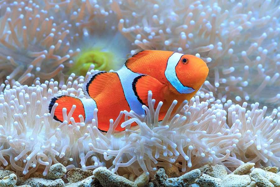 Orange clownfish nestled in white sea anemone on coral reef — Fish Picture