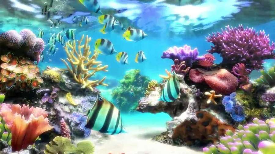 Colorful tropical fish swim among coral reefs in clear blue ocean water. — Fish Tank Background