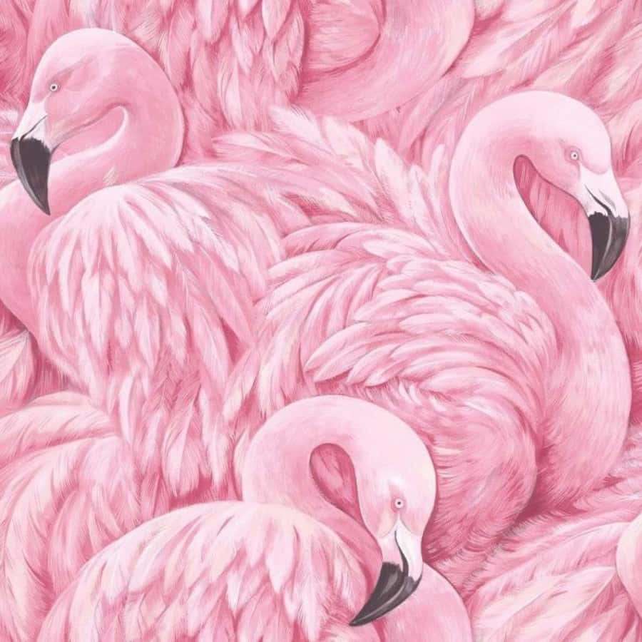 Primer plano de flamencos rosados con plumas detalladas y picos negros. — Flamencos rosados Fondos de pantalla