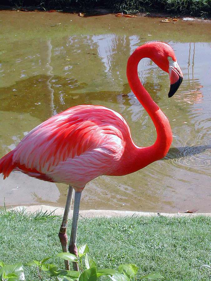 Ein rosa Flamingo, der im flachen Wasser nahe grünem Gras watet. — Flamingo Bilder