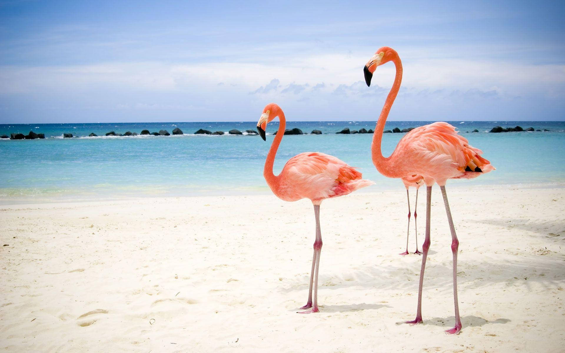 Flamingo Bilder
